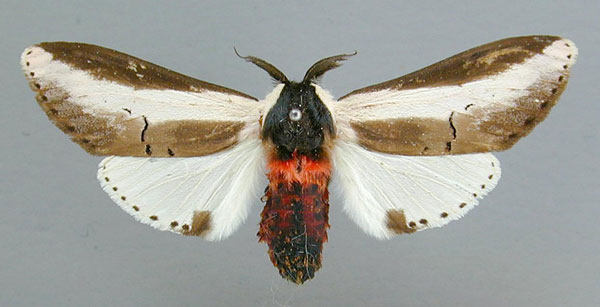/filer/webapps/moths/media/images/S/serena_Galona_AM_RMCA.jpg