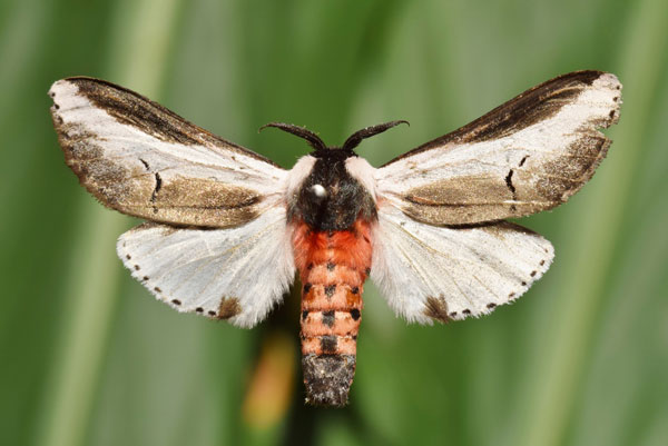 /filer/webapps/moths/media/images/S/serena_Galona_A_Butler.jpg