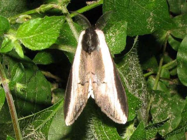 /filer/webapps/moths/media/images/S/serena_Galona_A_Goff.jpg