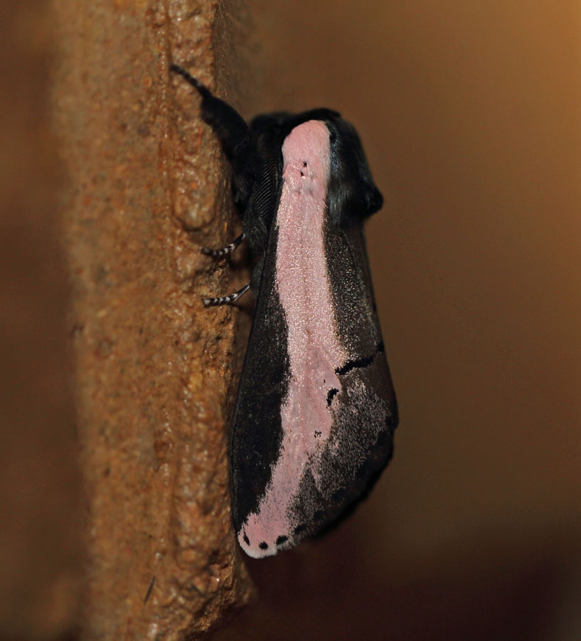 /filer/webapps/moths/media/images/S/serena_Galona_A_Voaden_01.jpg