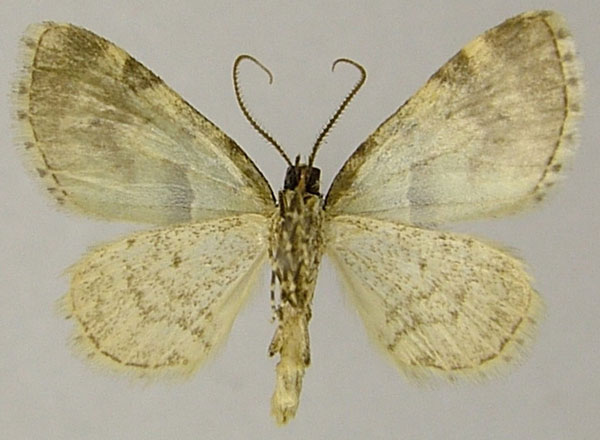 /filer/webapps/moths/media/images/S/serena_Piercia_HT_ZSMb.jpg