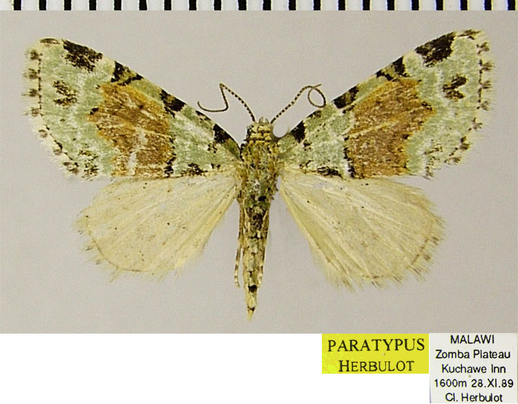 /filer/webapps/moths/media/images/S/serena_Piercia_PTF_ZSM_02.jpg