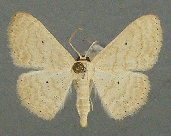 /filer/webapps/moths/media/images/S/serena_Scopula_AF_TMSA.jpg