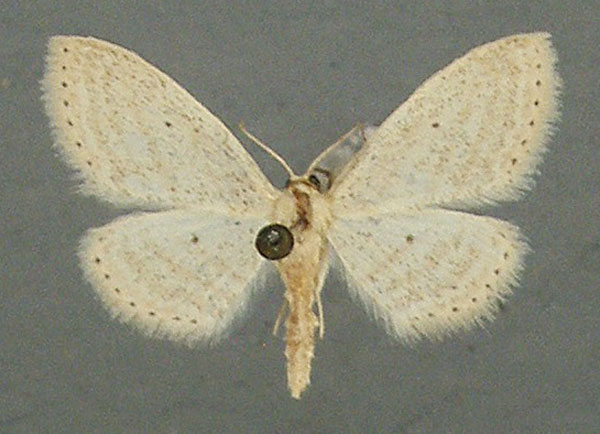 /filer/webapps/moths/media/images/S/serena_Scopula_AM_TMSA.jpg
