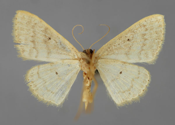 /filer/webapps/moths/media/images/S/serena_Scopula_A_ZSM_02.jpg