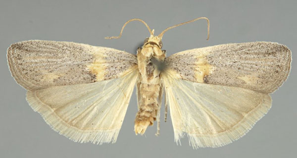 /filer/webapps/moths/media/images/S/sergienkoi_Oxybia_HT_TMSA.jpg