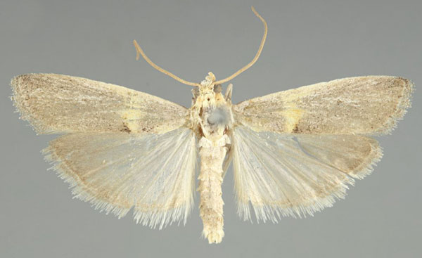 /filer/webapps/moths/media/images/S/sergienkoi_Oxybia_PTM_TMSA.jpg