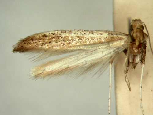 /filer/webapps/moths/media/images/S/seriata_Aspilapteryx_HT_TMSA328.jpg