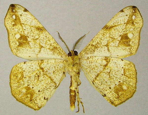 /filer/webapps/moths/media/images/S/seriata_Geolyces_AM_ZSMb.jpg