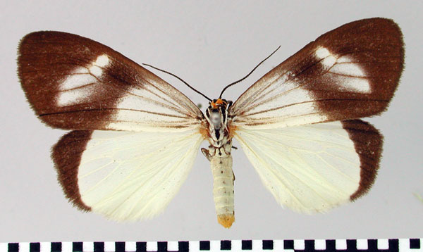 /filer/webapps/moths/media/images/S/seriatopunctata_Deilemera_ST_SNHM.jpg