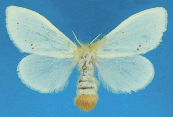/filer/webapps/moths/media/images/S/sericaria_Euproctis_AF_Ihle_01.jpg