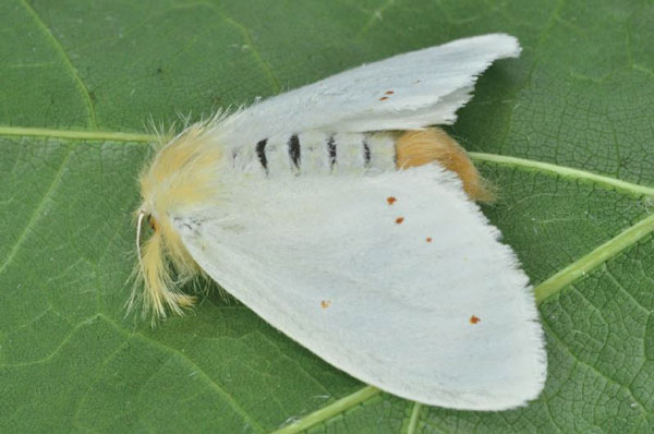/filer/webapps/moths/media/images/S/sericaria_Euproctis_AF_Ihle_02.jpg