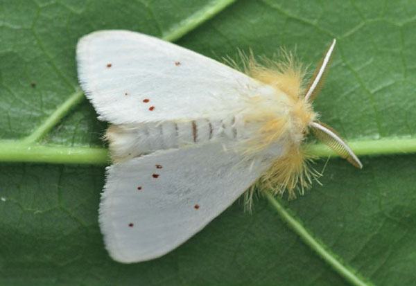 /filer/webapps/moths/media/images/S/sericaria_Euproctis_AM_Ihle_02.jpg
