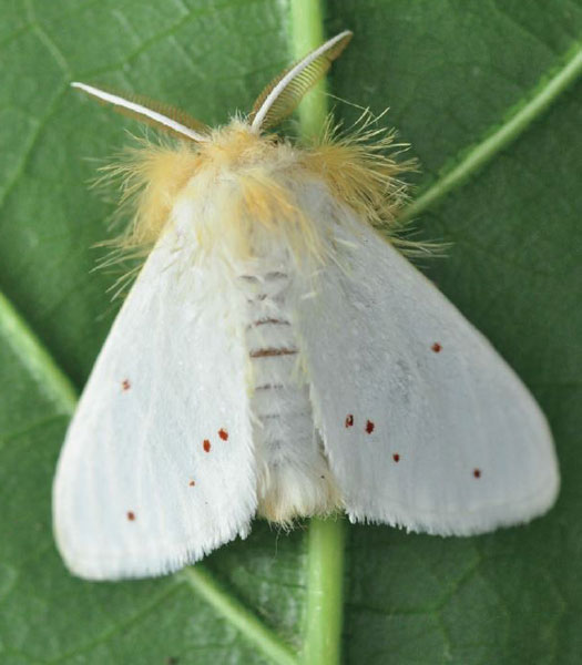 /filer/webapps/moths/media/images/S/sericaria_Euproctis_AM_Ihle_03_tFo5EI5.jpg