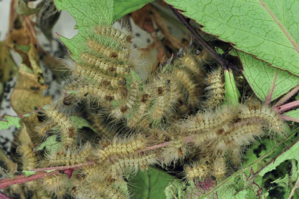 /filer/webapps/moths/media/images/S/sericaria_Euproctis_C2_Ihle.jpg