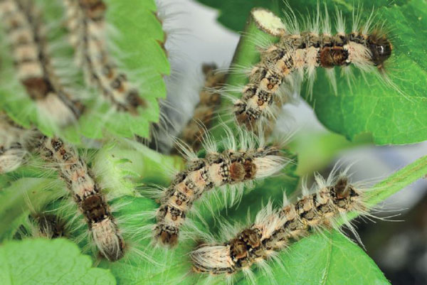 /filer/webapps/moths/media/images/S/sericaria_Euproctis_C4_Ihle.jpg