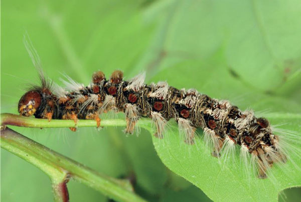 /filer/webapps/moths/media/images/S/sericaria_Euproctis_C5_Ihle.jpg