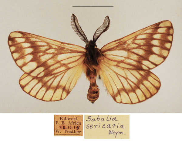 /filer/webapps/moths/media/images/S/sericaria_Sabalia_AM_TMSA_01.jpg
