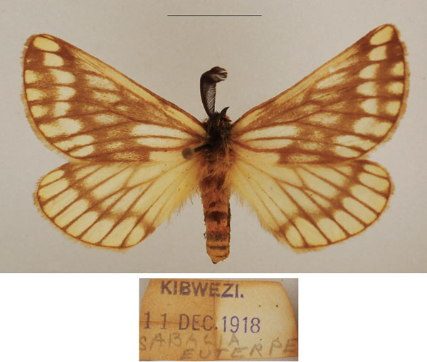 /filer/webapps/moths/media/images/S/sericaria_Sabalia_AM_TMSA_02.jpg