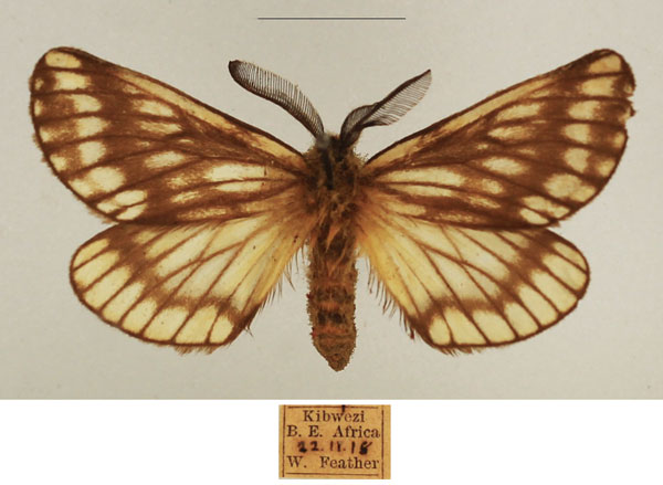 /filer/webapps/moths/media/images/S/sericaria_Sabalia_AM_TMSA_03.jpg