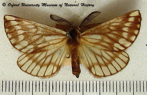 /filer/webapps/moths/media/images/S/sericaria_Sabalia_A_OUMNH.jpg