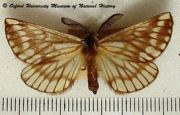 /filer/webapps/moths/media/images/S/sericaria_Sabalia_A_OUMNH.jpg