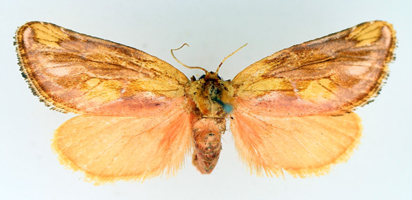 /filer/webapps/moths/media/images/S/sericea_Crothaema_AF_TMSA.jpg