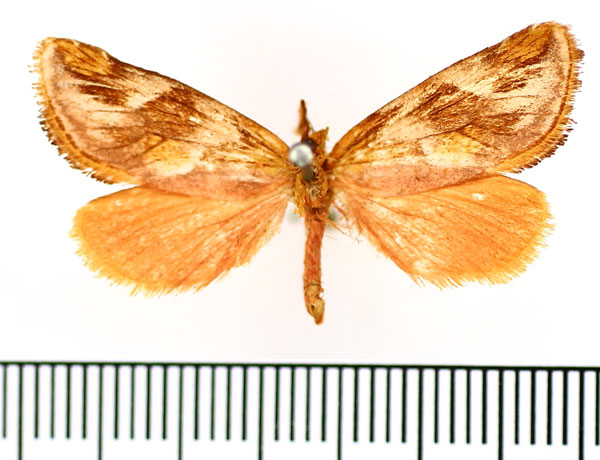 /filer/webapps/moths/media/images/S/sericea_Crothaema_AM_BMNH.jpg