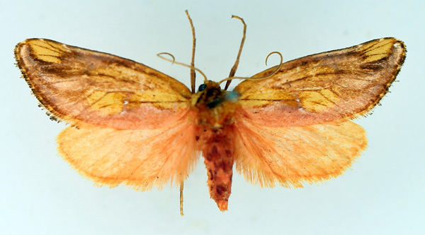 /filer/webapps/moths/media/images/S/sericea_Crothaema_AM_TMSA.jpg
