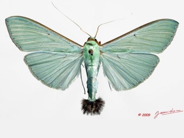 /filer/webapps/moths/media/images/S/sericea_Stemorrhages_A_Alberta_01.jpg