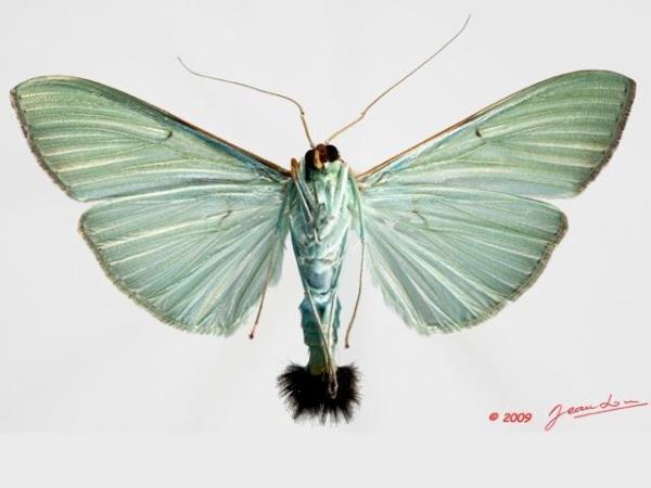 /filer/webapps/moths/media/images/S/sericea_Stemorrhages_A_Albertb_01.jpg