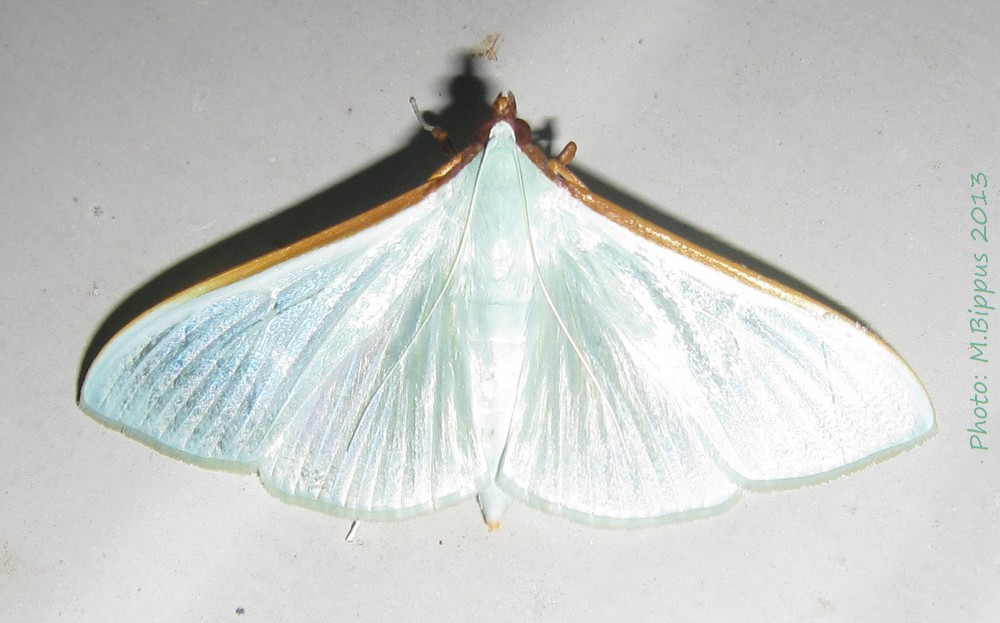 /filer/webapps/moths/media/images/S/sericea_Stemorrhages_A_Bippus_01.jpg