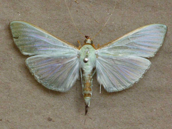 /filer/webapps/moths/media/images/S/sericea_Stemorrhages_A_Butler.jpg