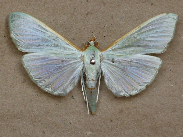 /filer/webapps/moths/media/images/S/sericea_Stemorrhages_A_Butler_02.jpg