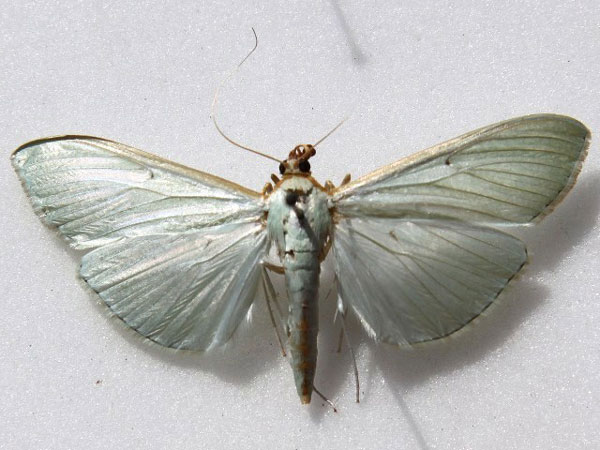 /filer/webapps/moths/media/images/S/sericea_Stemorrhages_A_Goff_01.jpg
