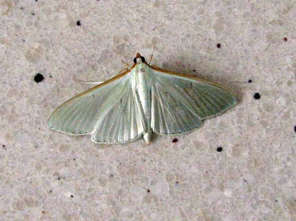 /filer/webapps/moths/media/images/S/sericea_Stemorrhages_A_Goff_02.jpg