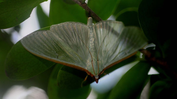 /filer/webapps/moths/media/images/S/sericea_Stemorrhages_A_King.jpg