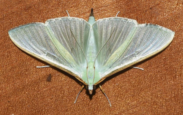 /filer/webapps/moths/media/images/S/sericea_Stemorrhages_A_Klimsa.jpg