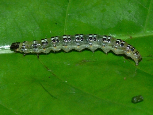 /filer/webapps/moths/media/images/S/sericea_Stemorrhages_C_Goff_01.jpg