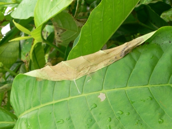 /filer/webapps/moths/media/images/S/sericea_Stemorrhages_C_Goff_02.jpg
