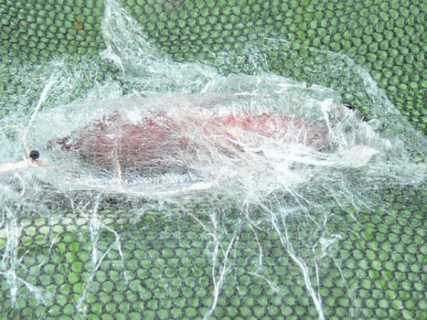 /filer/webapps/moths/media/images/S/sericea_Stemorrhages_P_Goff_01.jpg