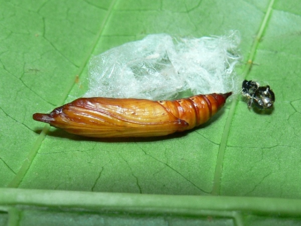 /filer/webapps/moths/media/images/S/sericea_Stemorrhages_P_Goff_02.jpg