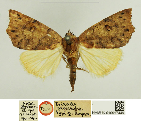 /filer/webapps/moths/media/images/S/sericealis_Erizada_HT_NHMUK.jpg
