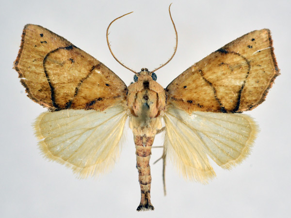 /filer/webapps/moths/media/images/S/sericealis_Goniocalpe_AM_NHMO.jpg