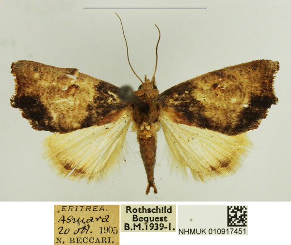 /filer/webapps/moths/media/images/S/sericealis_Goniocalpe_AM_NHMUK.jpg