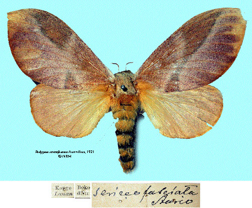 /filer/webapps/moths/media/images/S/sericeofasciata_Pachypasa_LT_SNHMa.jpg