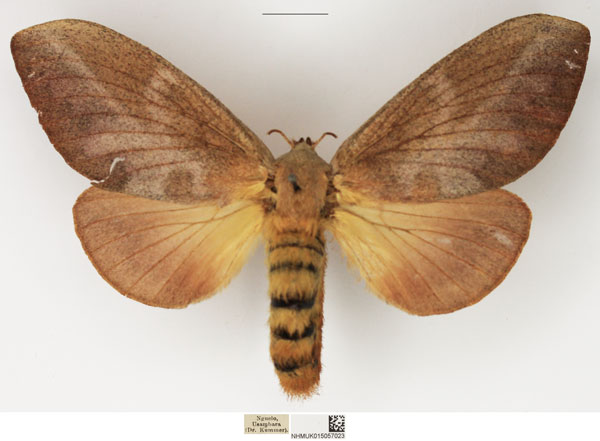 /filer/webapps/moths/media/images/S/sericeofasciata_Pallastica_AF_NHMUK_01.jpg