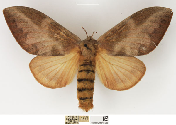 /filer/webapps/moths/media/images/S/sericeofasciata_Pallastica_AF_NHMUK_02.jpg