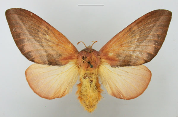 /filer/webapps/moths/media/images/S/sericeofasciata_Pallastica_AF_TMSA.jpg