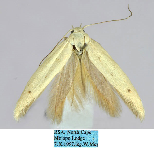 /filer/webapps/moths/media/images/S/sericiella_Scythris_HT_ZMHB_UdZAk2T.jpg